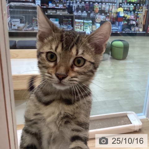 ベンガルの写真