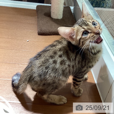 ベンガルの写真