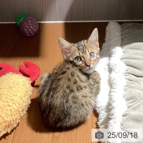 ベンガルの写真