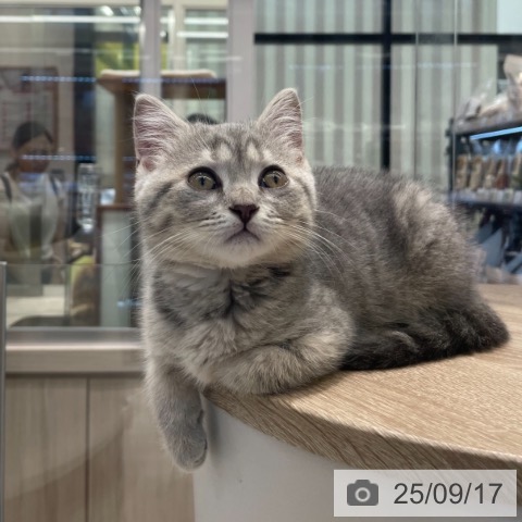 スコティッシュフォールドの写真