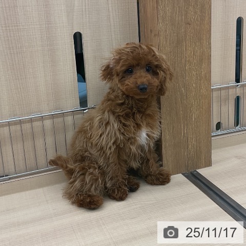 トイ・プードルの写真