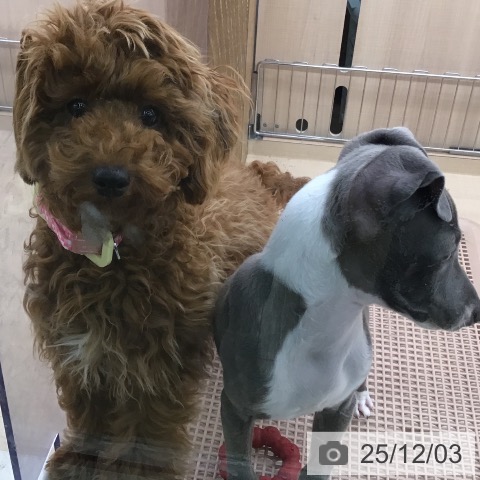 トイ・プードルの写真