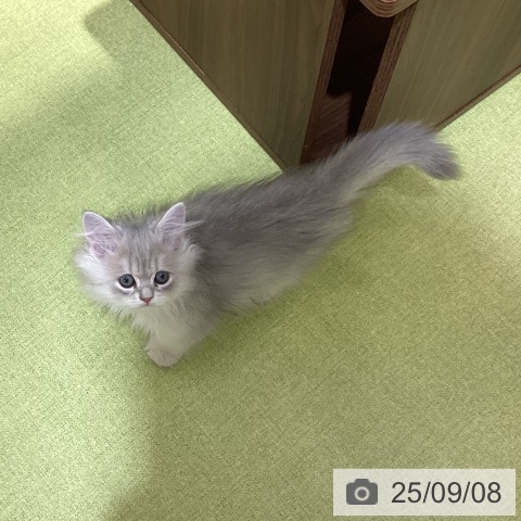 ペルシャの写真