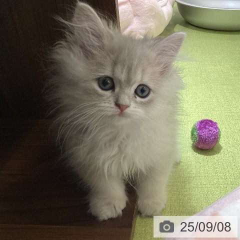 ペルシャの写真
