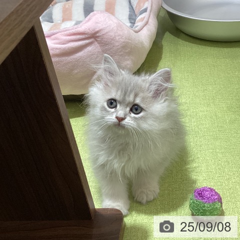 ペルシャの写真
