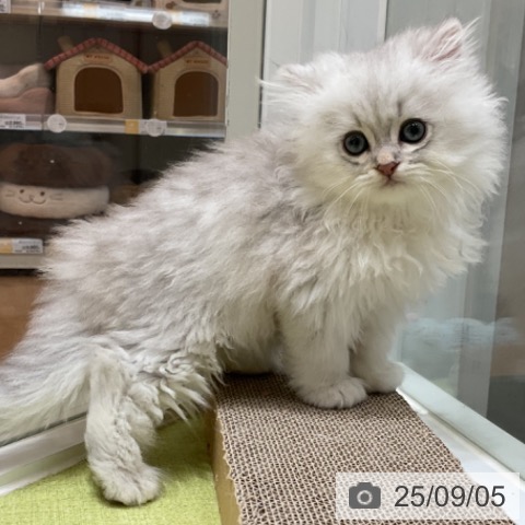 ペルシャの写真