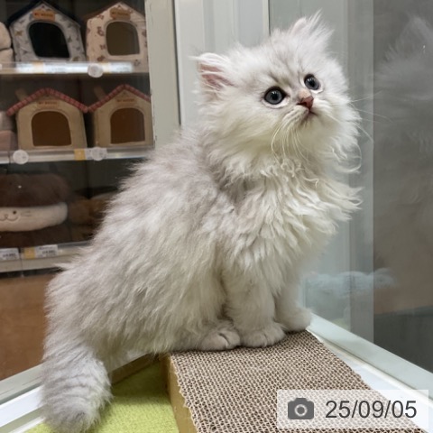 ペルシャの写真