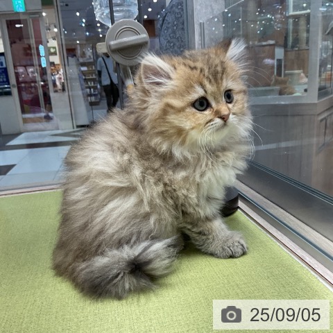 ペルシャの写真