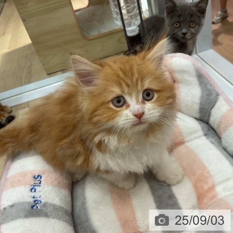 サイベリアンの写真