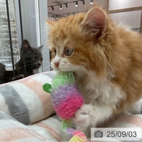 サイベリアンの写真
