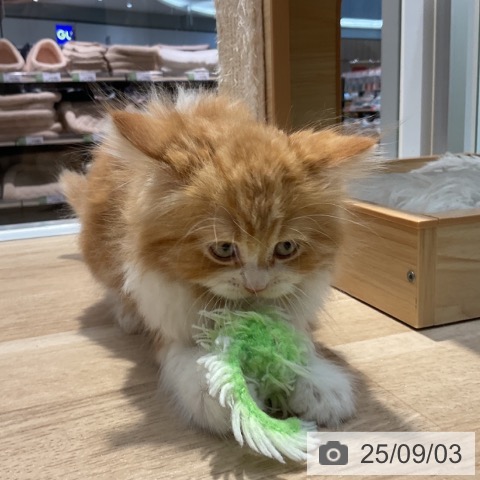 サイベリアンの写真