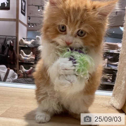 サイベリアンの写真