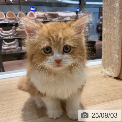 サイベリアンの写真