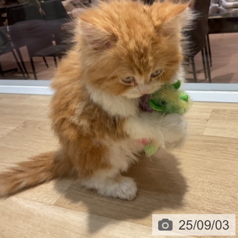 サイベリアンの写真