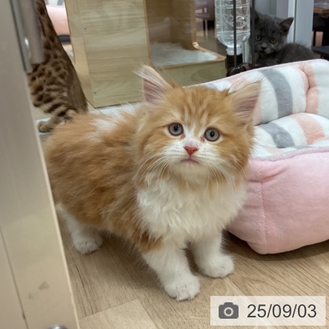 サイベリアンの写真