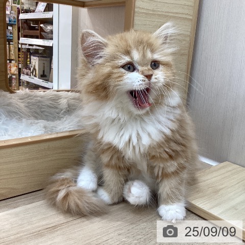 サイベリアンの写真