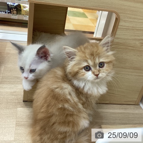 サイベリアンの写真