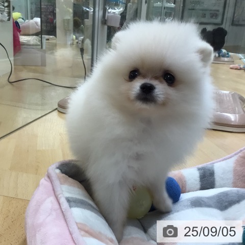 ポメラニアンの写真