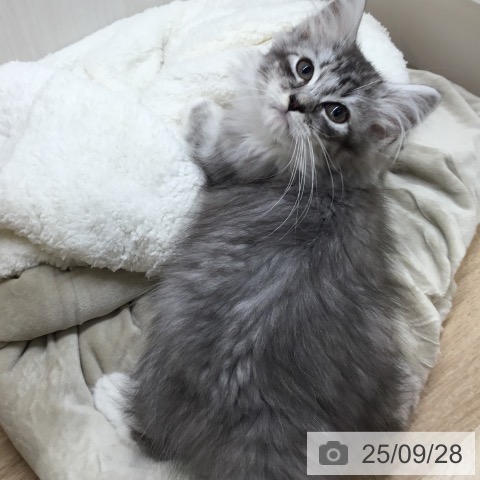 サイベリアンの写真