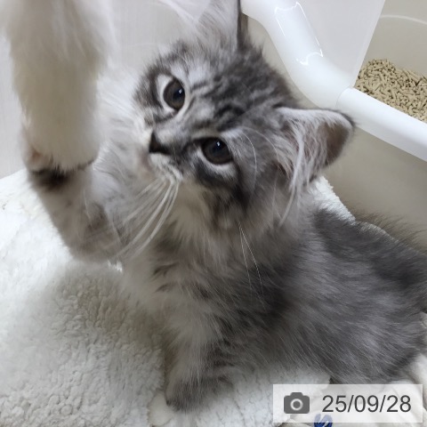 サイベリアンの写真