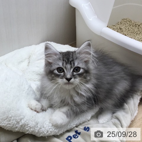 サイベリアンの写真