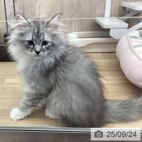 サイベリアンの写真