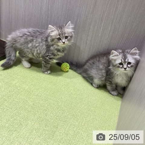 サイベリアンの写真