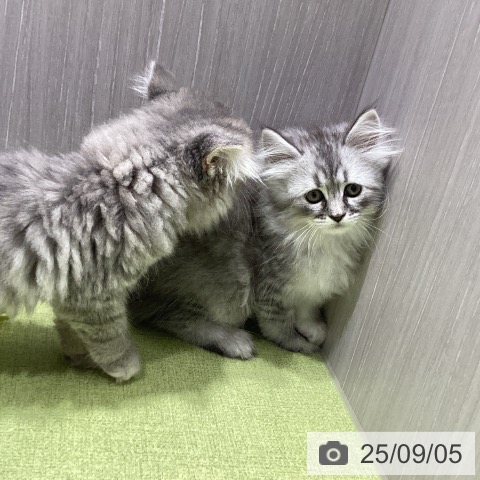サイベリアンの写真