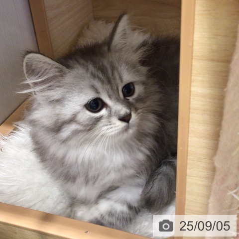 サイベリアンの写真