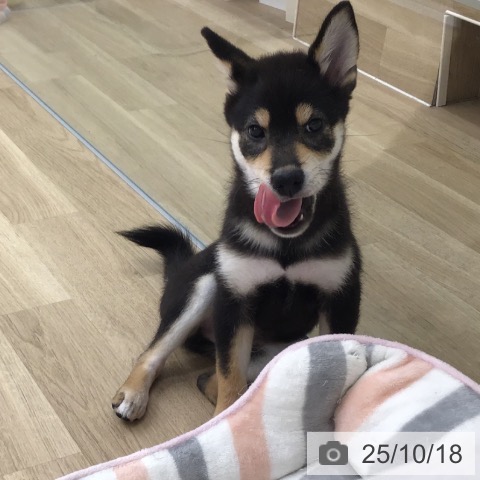 柴の写真