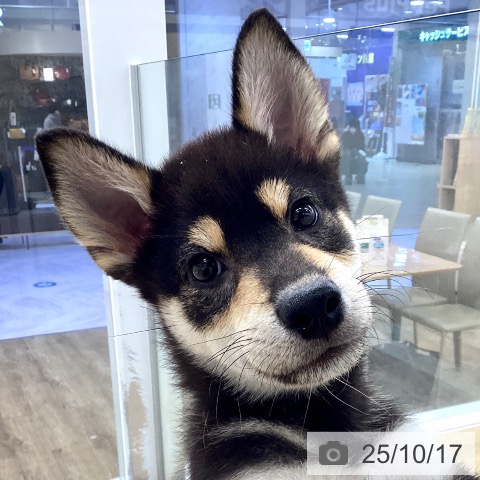 柴の写真
