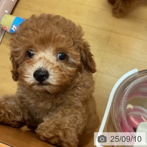 トイ・プードルの写真