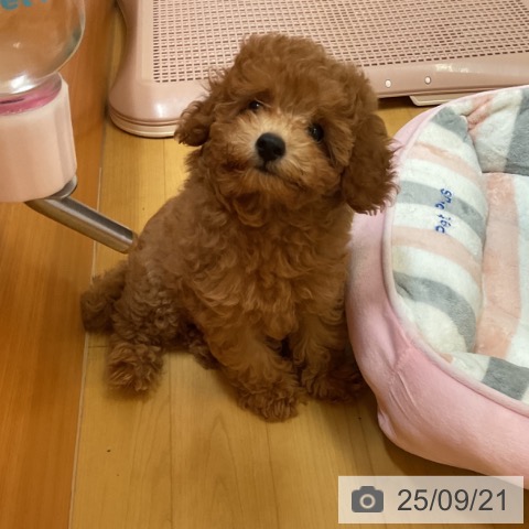 トイ・プードルの写真