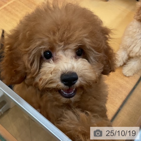 トイ・プードルの写真