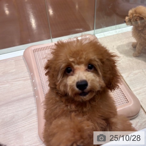 トイ・プードルの写真