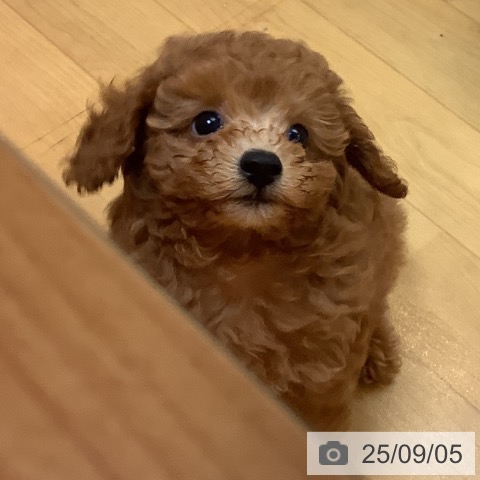 トイ・プードルの写真