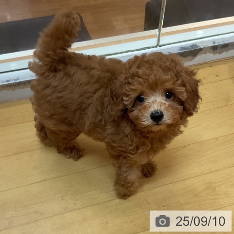 トイ・プードルの写真