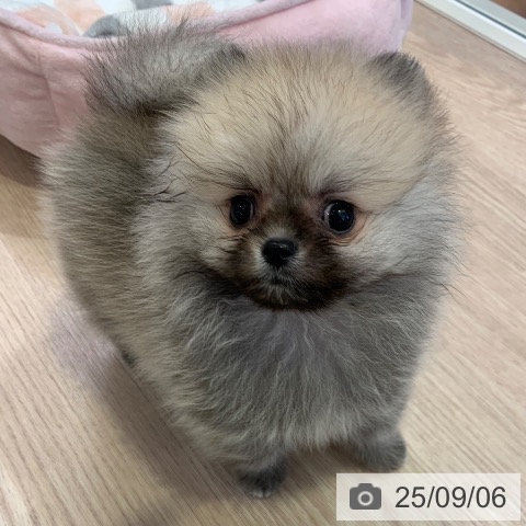 ポメラニアンの写真