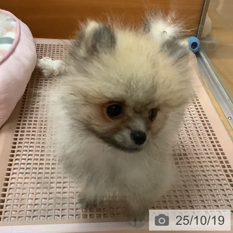 ポメラニアンの写真