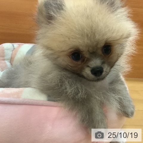 ポメラニアンの写真