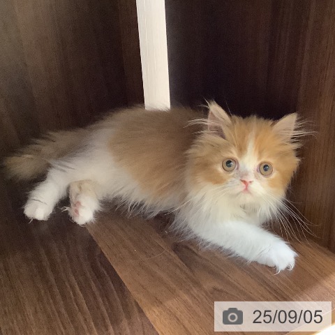 スコティッシュフォールドの写真