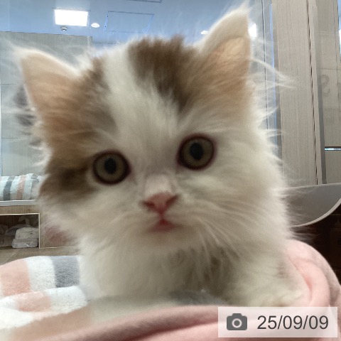 マンチカンの写真
