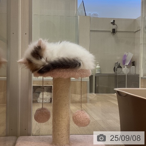 マンチカンの写真