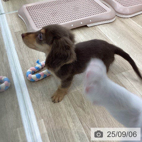 ミニチュア・ダックスフンドの写真