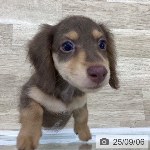 ミニチュア・ダックスフンドの写真