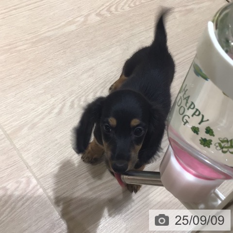 ミニチュア・ダックスフンドの写真