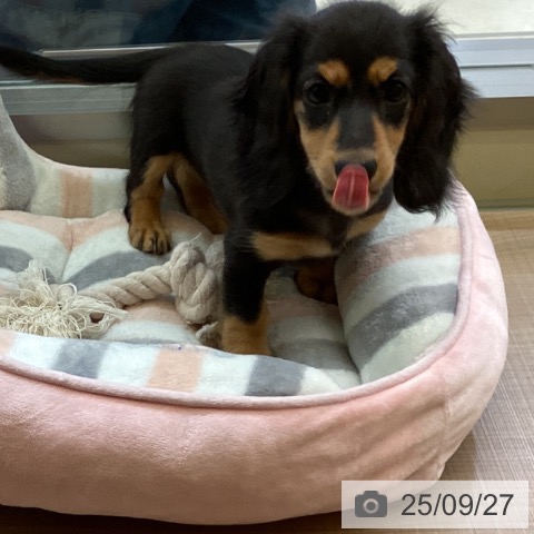 ミニチュア・ダックスフンドの写真