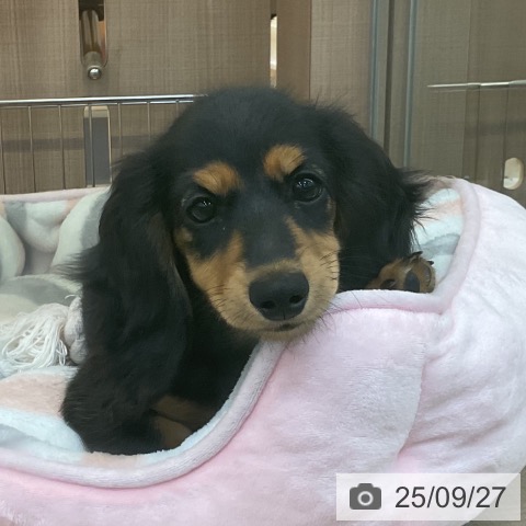 ミニチュア・ダックスフンドの写真