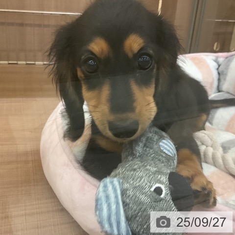 ミニチュア・ダックスフンドの写真