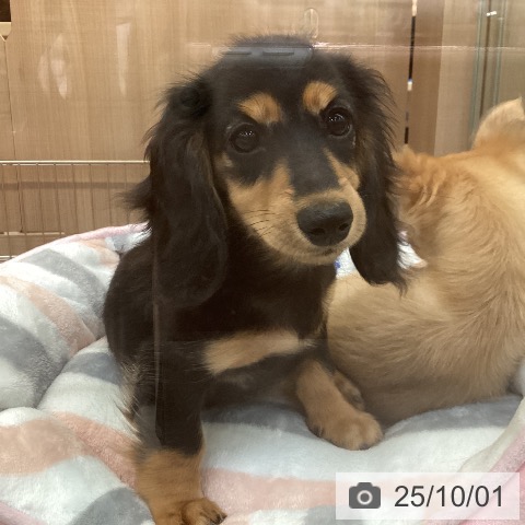 ミニチュア・ダックスフンドの写真